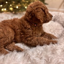 Goldendoodle Puppies from Oswego Doodles LLC