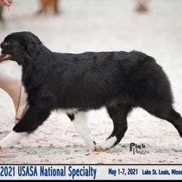 Australian Shepherd puppies from Nicara kennel