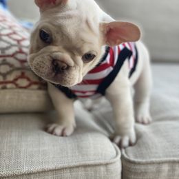 French Bulldog Puppies from Baby Bear Frenchies