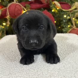 Gold - Black male Labrador Retriever puppy in Kinta, Oklahoma from Beaver Creek Kennels