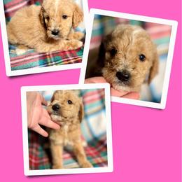 Latte - Apricot female Goldendoodle puppy in Bluefield, Virginia from Love on a Leash