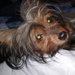 Emma - Yorkshire Terrier