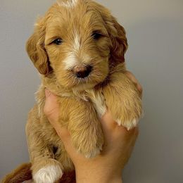 Goldendoodles from Barnwood Doodles