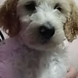 Goldendoodle and Poodle Puppies from Hatten Homestead Doodles