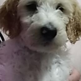 Goldendoodle and Poodle Puppies from Hatten Homestead Doodles
