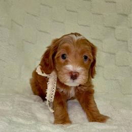 Boo - Red  female Goldendoodle puppy in Mesa, Arizona from AZ River Doodles