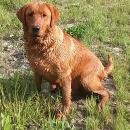 Idalia - Labrador Retriever