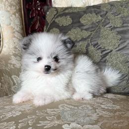 Brutus - Blue merle male Pomeranian puppy in San Jacinto, California from Savvypomeranians