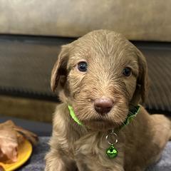 Green Pup - Cafe au lait Double Doodle puppy in San Juan, Texas from Cash & June’s Double Doodles