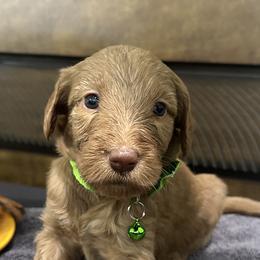 Green Pup - Cafe au lait Double Doodle puppy in San Juan, Texas from Cash & June’s Double Doodles