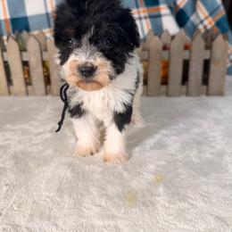 Batman - Black and white male Bernedoodle puppy in Luana, Iowa from Country View Bernedoodles and Goldendoodles