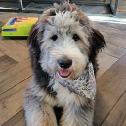 Bandit - Bernedoodle