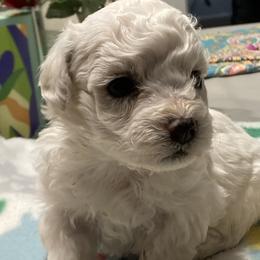 Puppy - White female Bichon Frise puppy in Greenville, South Carolina from Almaza Bichons
