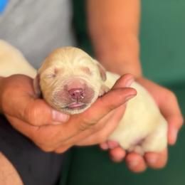 4th pick male - Golden male Golden Retriever puppy in Colville, Washington from Columbia Ridge Goldens