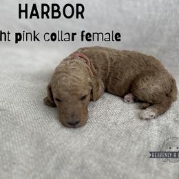 Harbor - Apricot female Goldendoodle puppy in Inez, Texas from Heavenly H Doodles