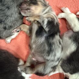 Ozzy - Blue merle male Pomeranian puppy in Costa Mesa, California from Wheresmil0