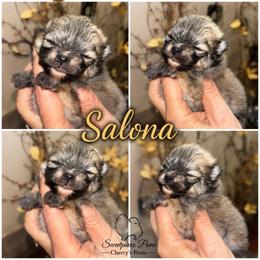 Salona - Chocolate sable female Pomeranian puppy in Odessa, Texas from Cherry's Poms