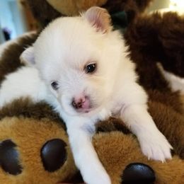 Pomeranians from The PomShire