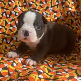 Xack - Black brindle and white male Boston Terrier puppy in Fillmore, Illinois from Wind Hill Puppies