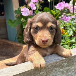 Ana - Chocolate and tan female Dachshund puppy in Marshfield, Missouri from Hilltop Kennel LLC
