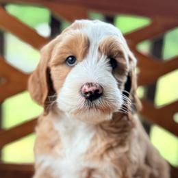 Brooke - female Australian Mountain Doodle puppy in Chattanooga, Tennessee from River City Doodles TN