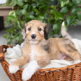 Willie - male Australian Mountain Doodle puppy in Pittsburgh, Pennsylvania from WestPenn Doodles LLC