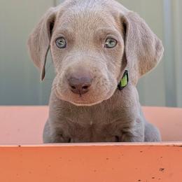 Caden - Silver gray male Weimaraner puppy in Evart, Michigan from Drehbar Weimaraners