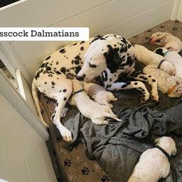 Dalmatian Puppies from Glasscock Dalmatians