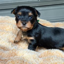 Evie Dawn - Black and tan female Yorkshire Terrier puppy in Coeur D Alene, Idaho from Cozy Coeur Yorkies