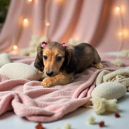 Chihuahua and Dachshund Puppies from Little Pawz, LLC