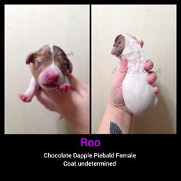 Roo - Dapple female Dachshund puppy in Quitman, Mississippi from S-and-A Kennels