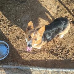 Pembroke Welsh Corgi puppies from Dream Catcher Corgis