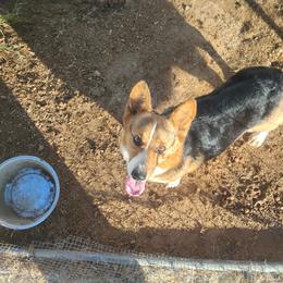Pembroke Welsh Corgi puppies from Dream Catcher Corgis