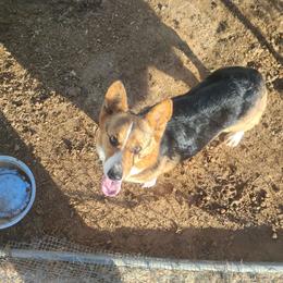 Pembroke Welsh Corgi puppies from Dream Catcher Corgis
