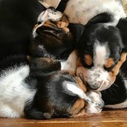 Basset Hound Puppies from Honey Moon Hounds
