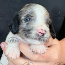 Mr. Green-4000 - Dapple male Dachshund puppy in Sparr, Florida from From the Heart Doxies