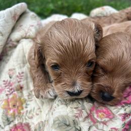 Boy pick 4 - male Cavapoochon puppy in Clementon, New Jersey from PitterPatterPuppiesNJ