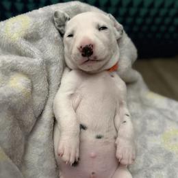 Chedder - White and black male Dalmatian puppy in Hastings, Florida from Love My Spotty Dalmatians