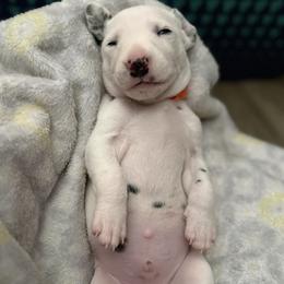 Chedder - White and black male Dalmatian puppy in Hastings, Florida from Love My Spotty Dalmatians