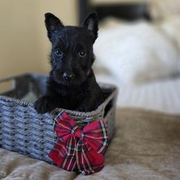 Red Collar Female - Black female Scottish Terrier puppy in Eva, Alabama from Schulte's  Scottish Terriers