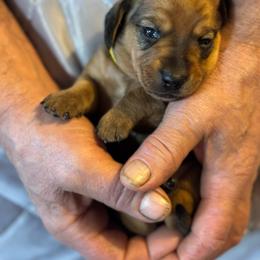 Yellow collar - Red male Dachshund puppy in Johnson, Vermont from RBP Dachshunds