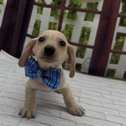 Cream Smooth Male - Cream male Dachshund puppy in Killeen, Texas from Southern Dachshunds