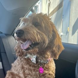 Riley - Goldendoodle