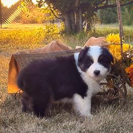 Leah - Black tri-color female Australian Shepherd puppy in Wauneta, Nebraska from 4H Aussies
