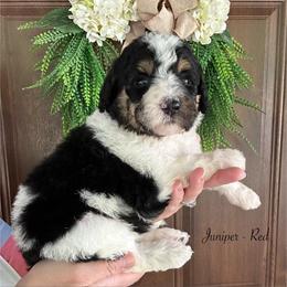 Juniper - Tri-color female Bernedoodle puppy in Thornville, Ohio from Four Front Doodles & Friends