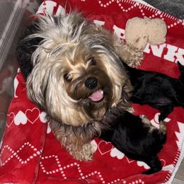 Shih Tzus, Shorkies, and Yorkshire Terriers from Great Mates
