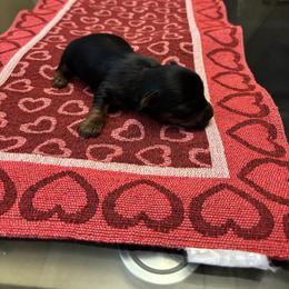 Female 1 - Blue and gold female Yorkshire Terrier puppy in Pomona, California from Carbajal Yorkshire Terriers