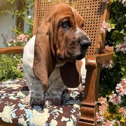 Boy 3 (NEW VIDEO) - Black white and brown male Basset Hound puppy in Pauls Valley, Oklahoma from Puppy-Love Bassets