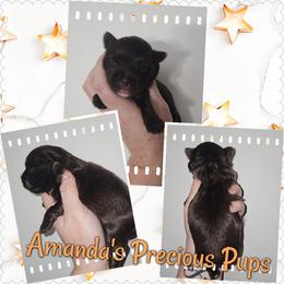 Ace - Liver male Yorkshire Terrier puppy in Wartburg, Tennessee from Amanda's Precious Pups