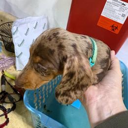 Mr T - Dapple male Dachshund puppy in Fayetteville, Pennsylvania from PA's Darling Doxies